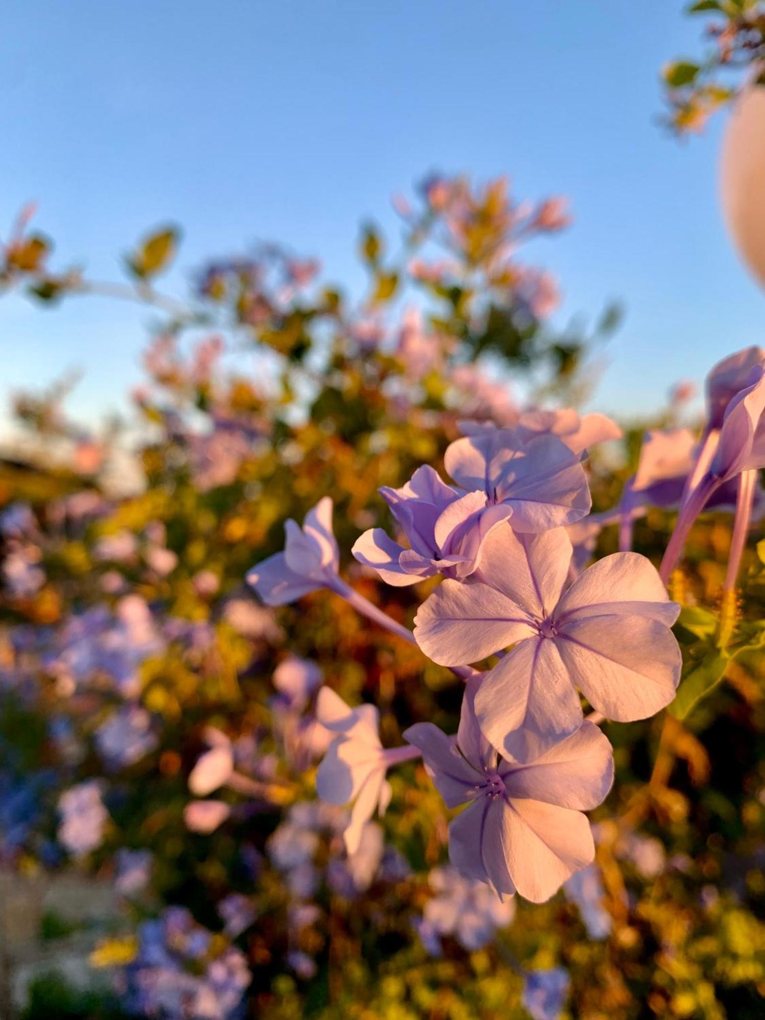 Casa Cerboneschi Bed & Breakfast กาซาเล มาริตติโม ภายนอก รูปภาพ